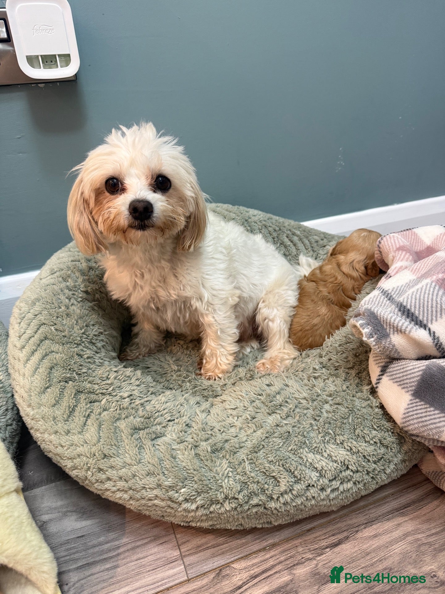 Maltipoo dogs for sale: Outstanding f1 maltipoo princess available  - Advert 1