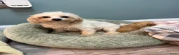 Maltipoo dogs for sale: Outstanding f1 maltipoo princess available  - Advert 1