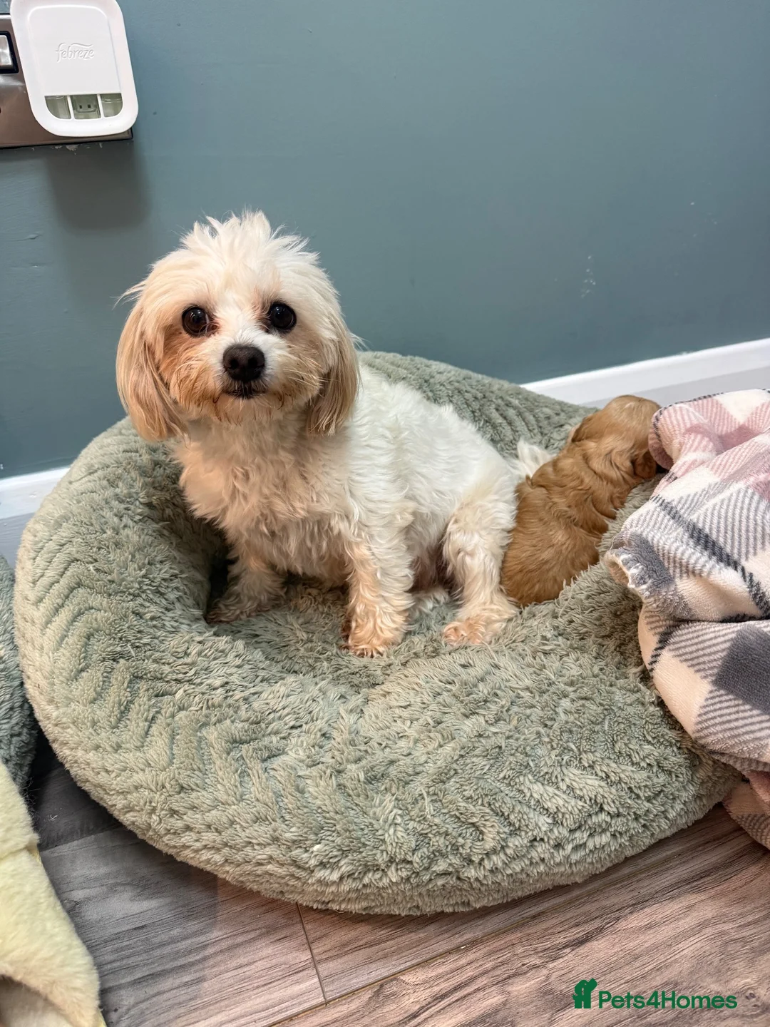 Maltipoo dogs for sale: Outstanding f1 maltipoo princess available  - Advert 1