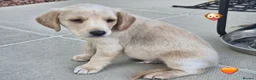 Labradoodle dogs for sale: Labrador cross puppies for sale  - Advert 3