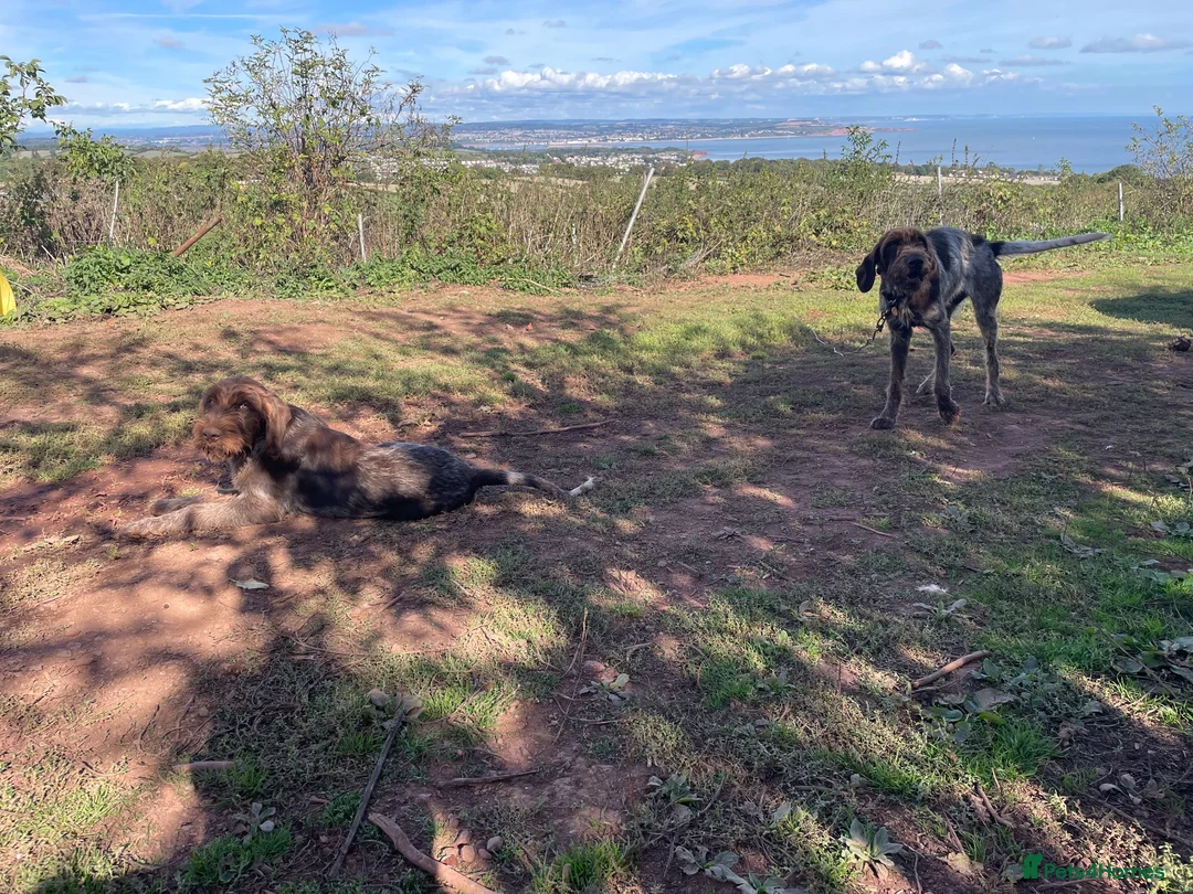 Mixed Breed dogs for sale: Wirehaired pointer cross  - Advert 1