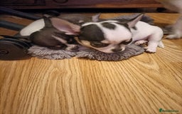 Chihuahua dogs for sale: KC Chihuahua puppies  - Image 4