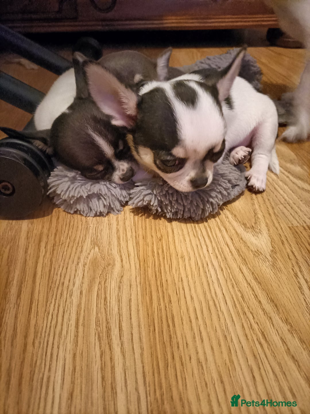 Chihuahua dogs for sale: KC Chihuahua puppies  - Image 4