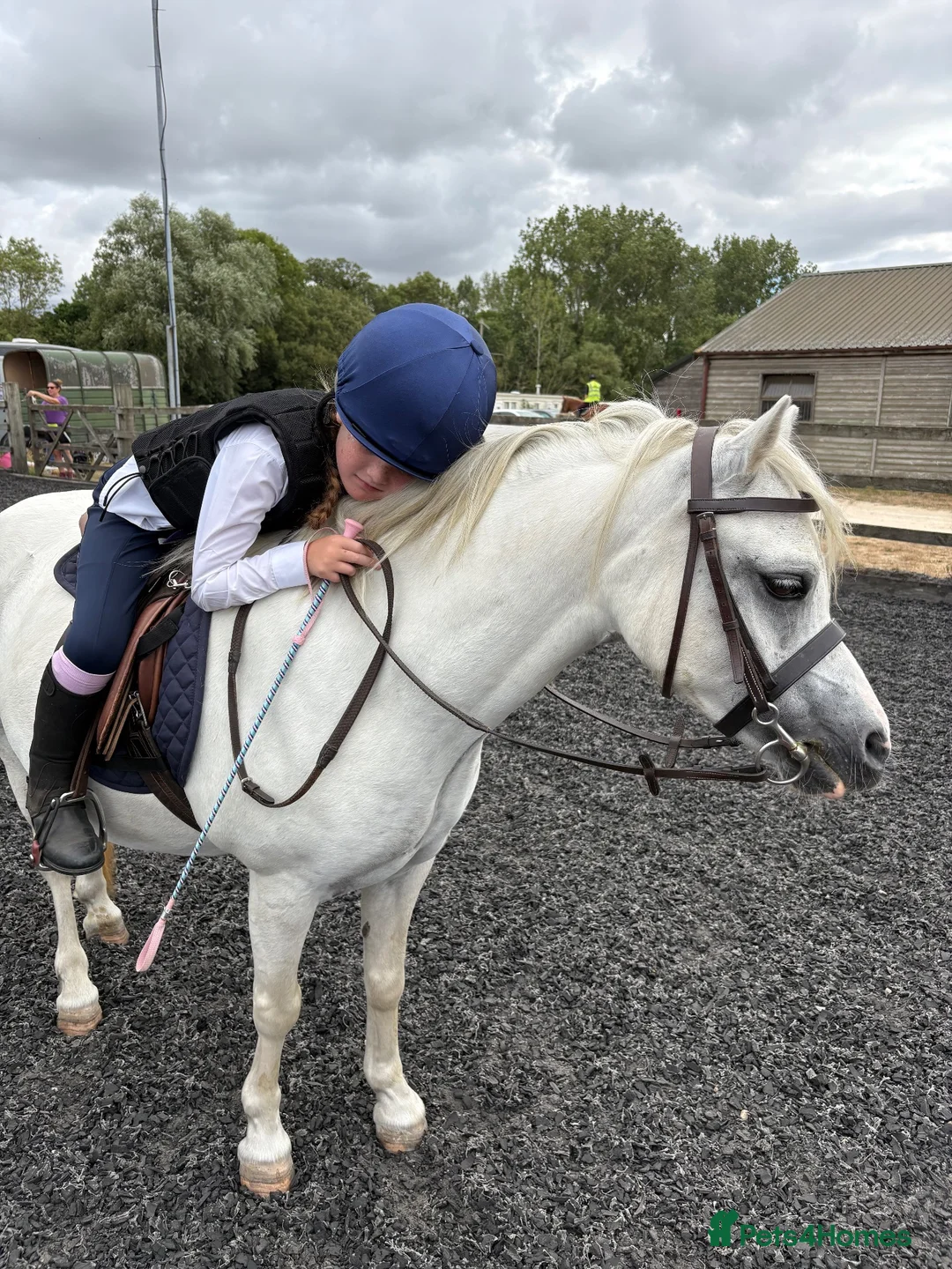 Welsh Section A horses for sale: 10yrs 11.2hh Welsh section a mare  in Wisbech - Advert 2