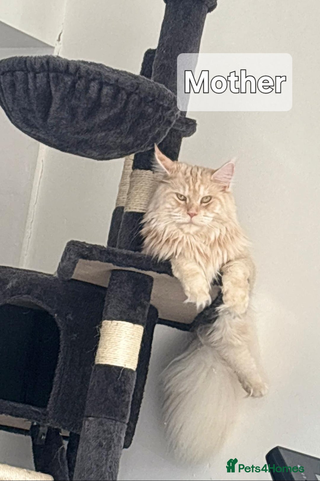 Maine Coon cats for sale: Maine Coon Kittens  - Advert 15