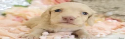 Miniature Dachshund dogs for sale: KC Longhair Miniature Dachshund Puppies in Wisbech - Advert 29