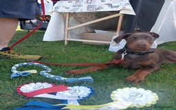 Dobermann dogs for sale: Dobermann puppies - Image 38