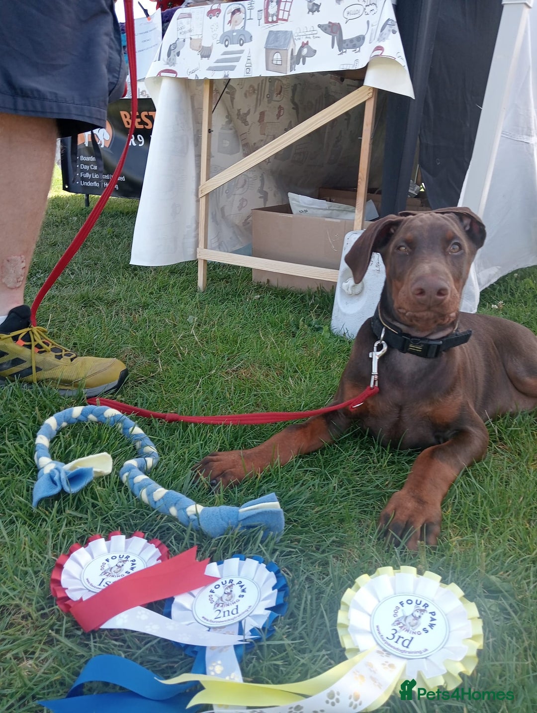 Dobermann dogs for sale: Dobermann puppies - Image 38