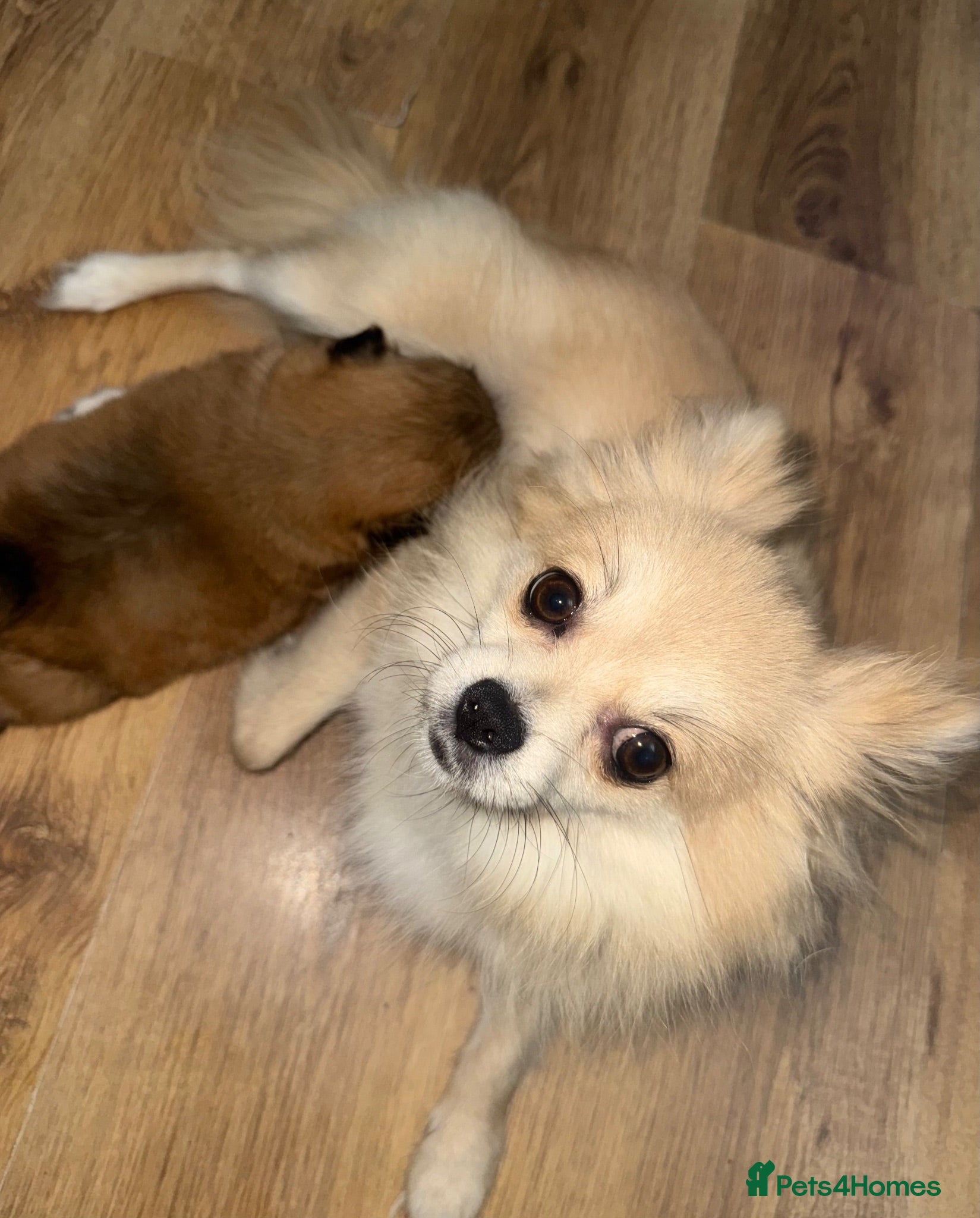 Mixed Breed dogs Pom / Terrier - Advert 1
