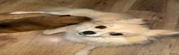 Mixed Breed dogs for sale: Pom / Terrier in Blackpool - Advert 1