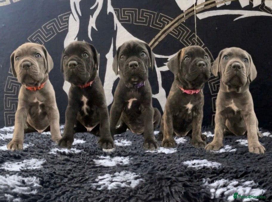 Cane Corso dogs Cane corso puppies - Advert 1