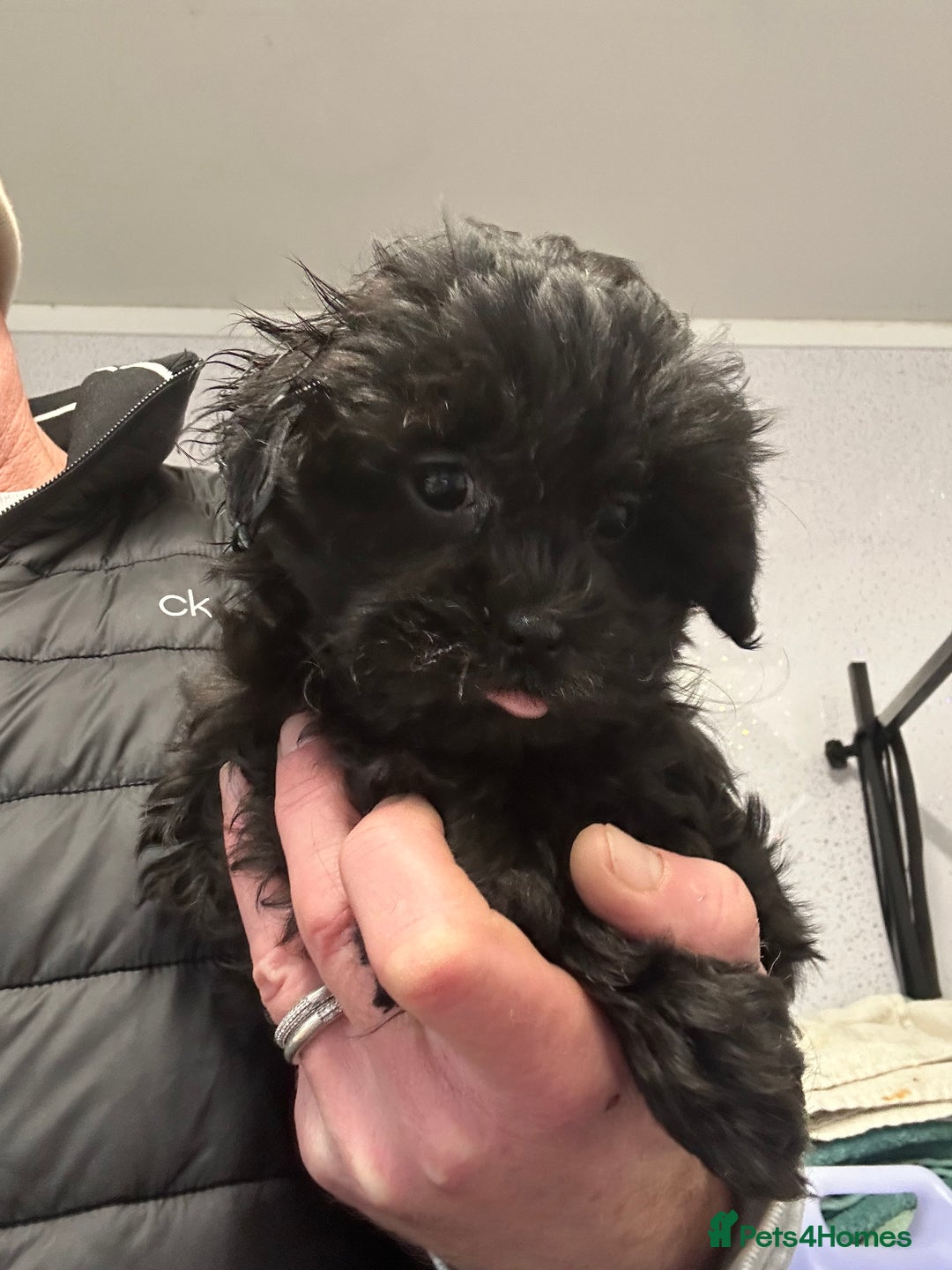 Shihpoo dogs for sale: Stunning shihpoo puppy’s ready now  - Advert 6