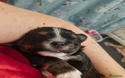 Mixed Breed dogs for sale: Stunning maltipoo x pug puppies  - Advert 3