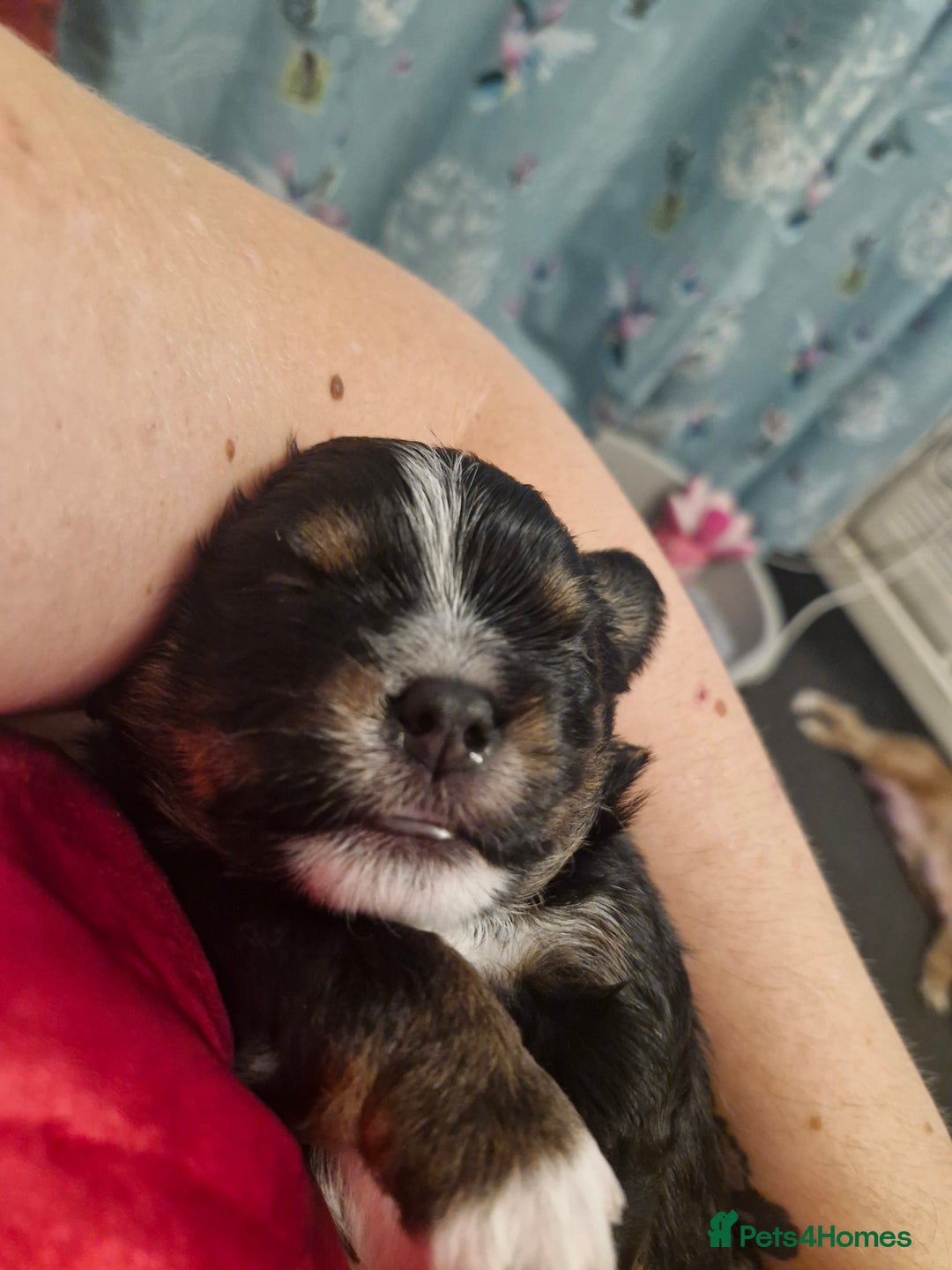 Mixed Breed dogs for sale: Stunning maltipoo x pug puppies  - Advert 3