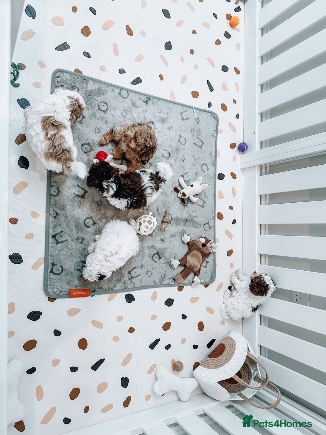 Cavapoo dogs for stud: Premium Cavapoo Chocolate Phantom Parti Stud  in Rickmansworth - Image 28