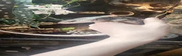Skink reptiles for sale: Pink toungh skinks  - Advert 2