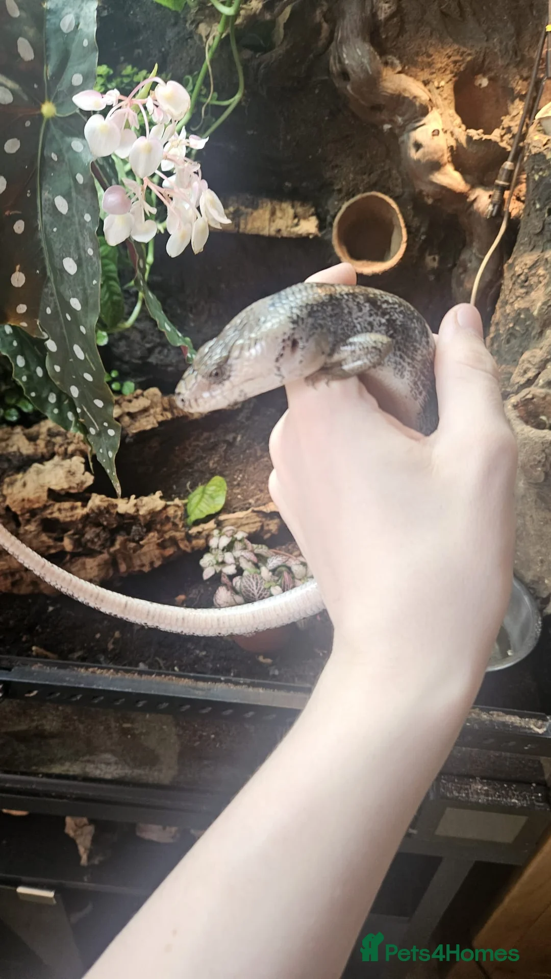 Skink reptiles for sale: Pink toungh skinks  - Advert 2