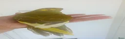 Parakeets birds for sale: Handreared baby Kakariki for sale  in Accrington - Advert 7