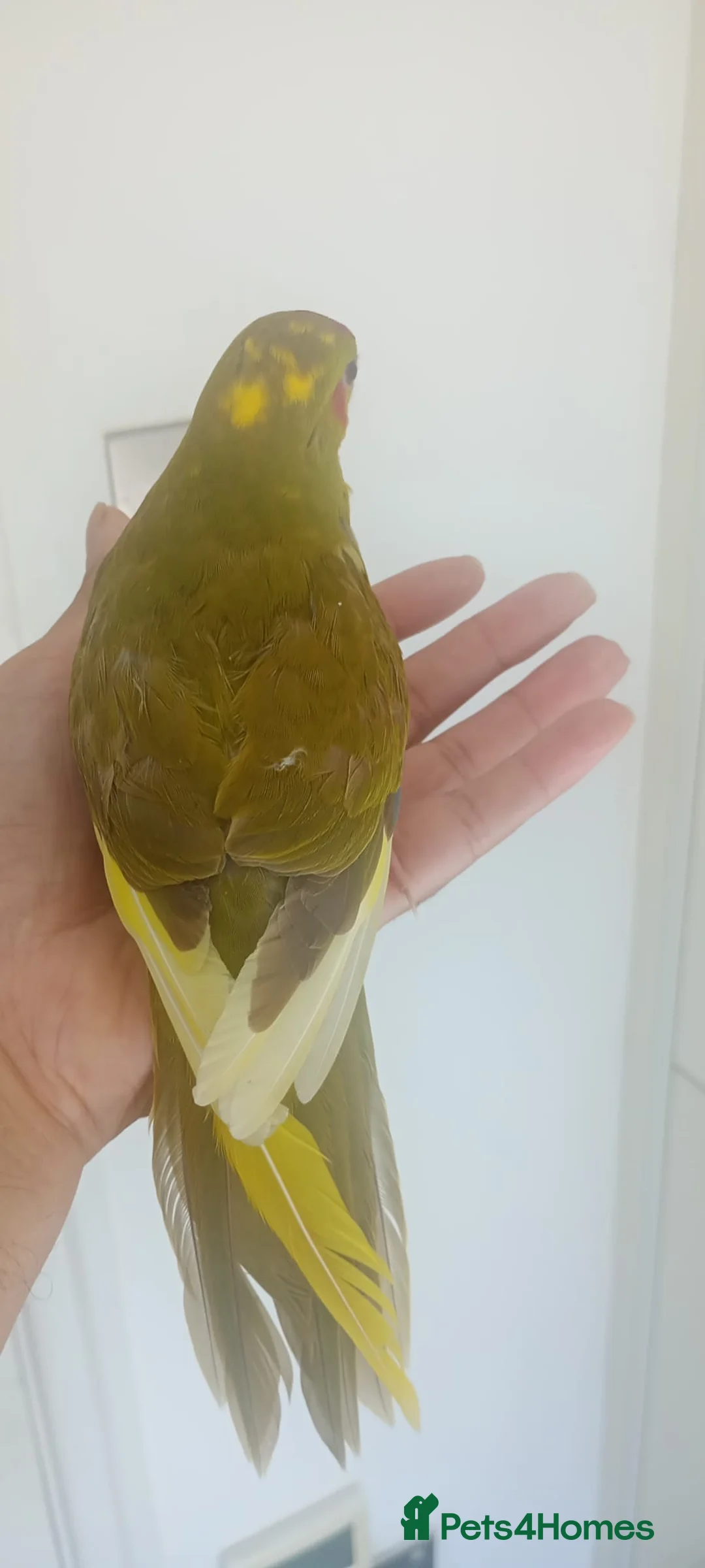 Parakeets birds for sale: Handreared baby Kakariki for sale  in Accrington - Advert 7