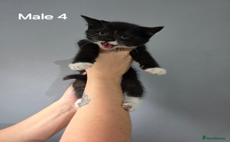 Mixed Breed cats - Advert 7