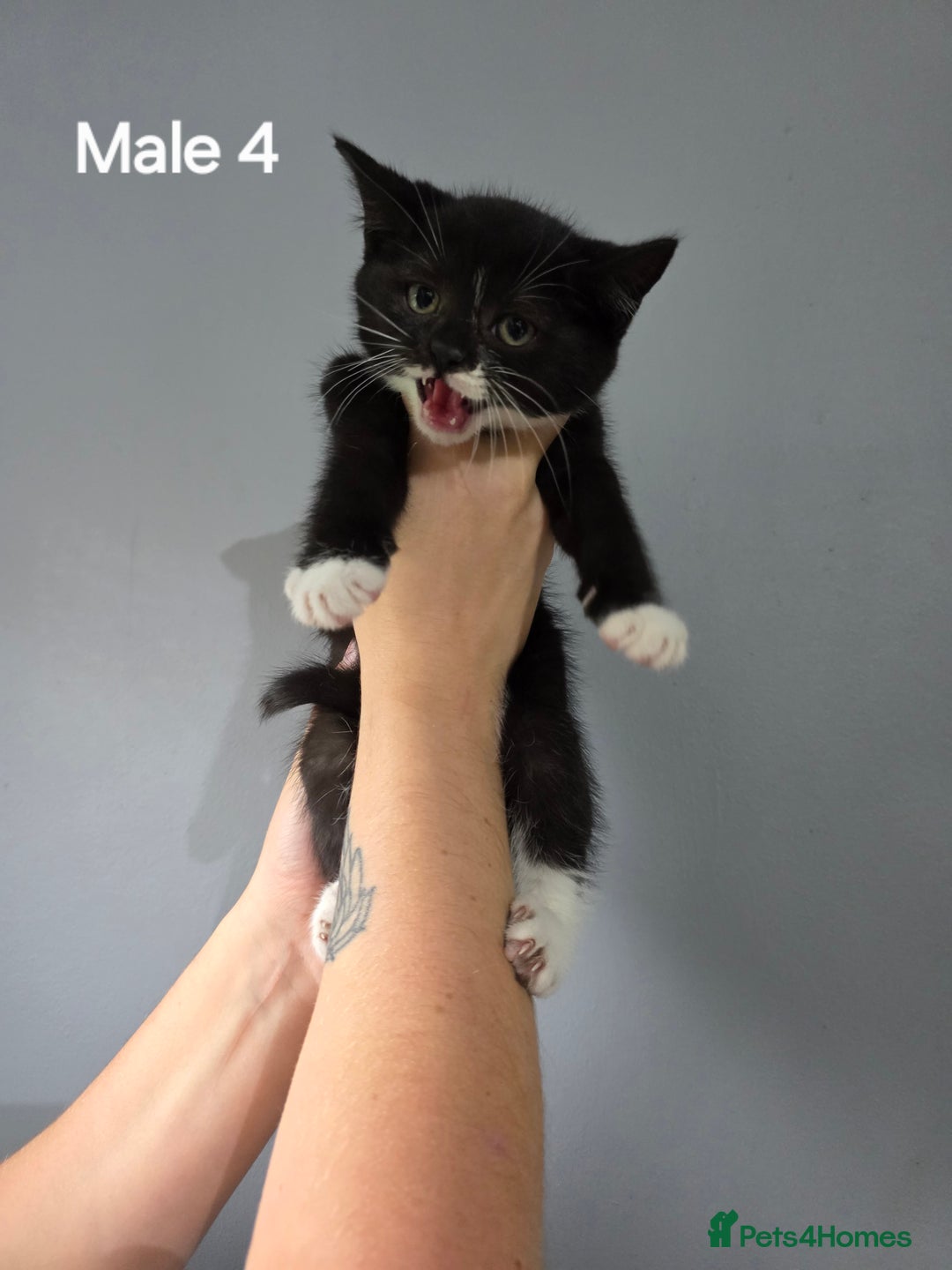 Mixed Breed cats for sale: British short hair cross breed kittens  - Image 1