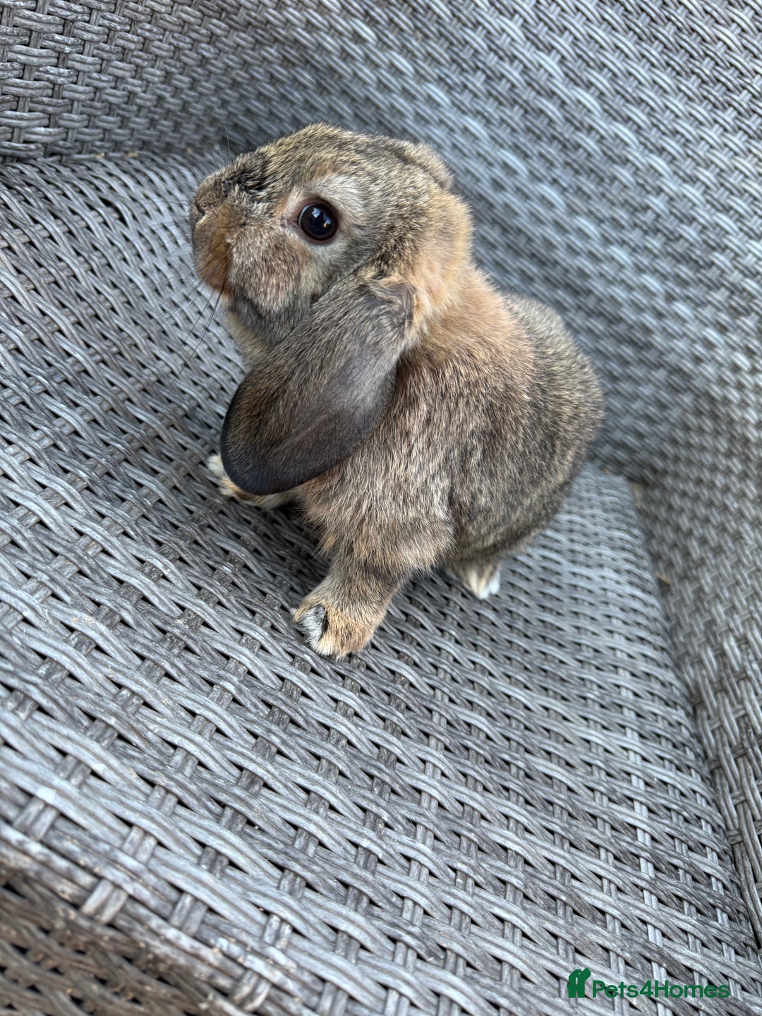Mini Lop rabbits for sale: Mini lop - Image 12