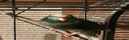Parakeets birds for sale: 2 kakarikis left Caerphilly  in Caerphilly - Advert 1