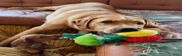 Springador dogs for sale: 1st generation Springador puppies - Advert 10
