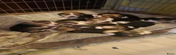 Beagle dogs for sale: Beagles - Advert 3