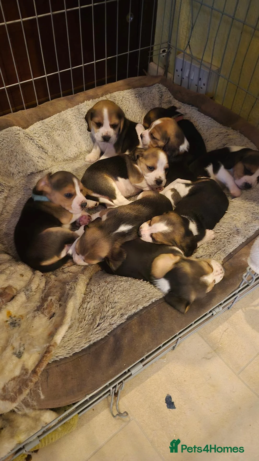 Beagle dogs for sale: Beagles - Advert 3