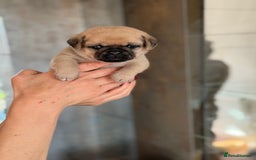 Mixed Breed dogs for sale: Adorable Pug x Pomeranian Puppies  - Image 12