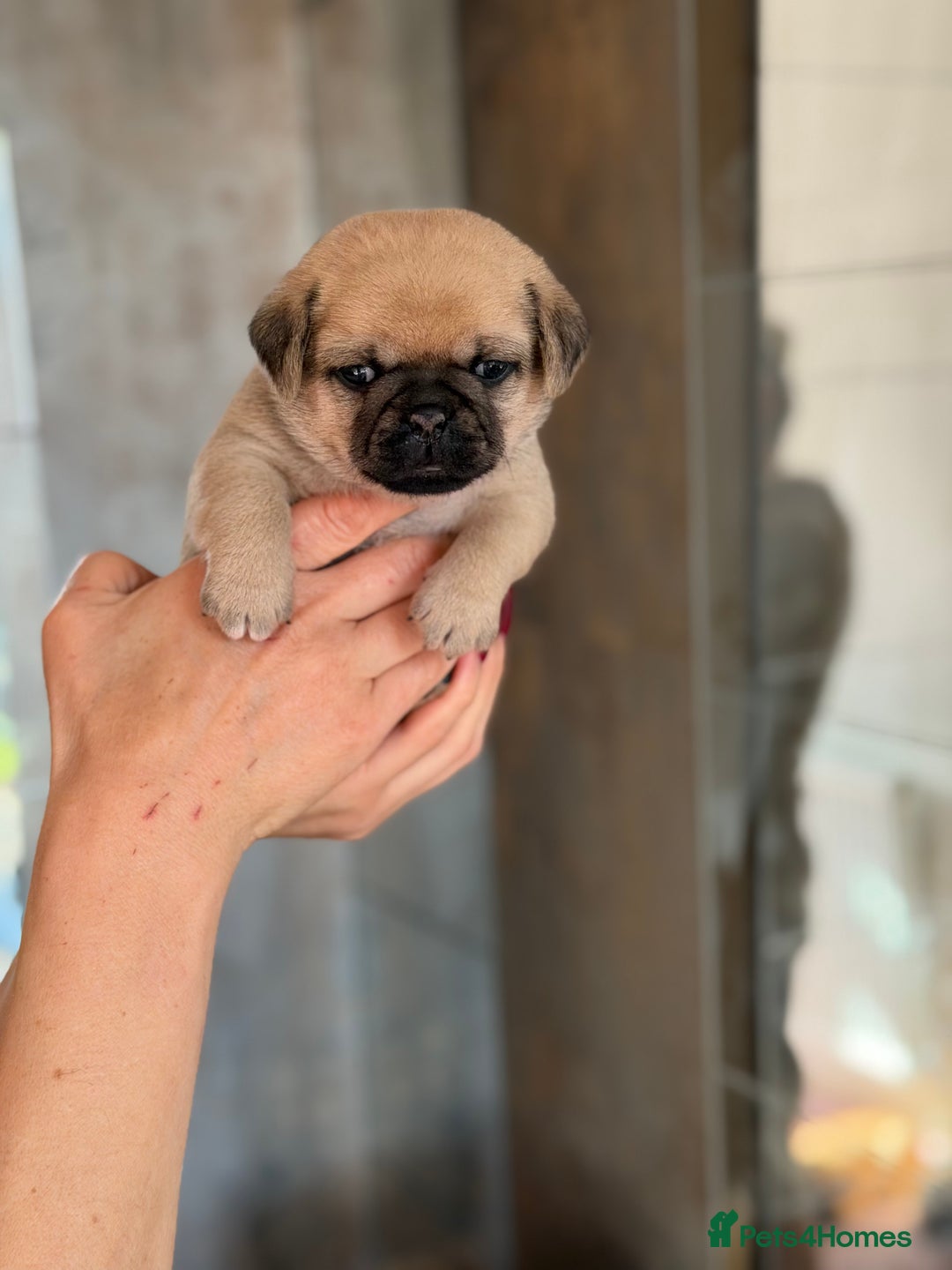 Mixed Breed dogs for sale: Adorable Pug x Pomeranian Puppies  - Image 12