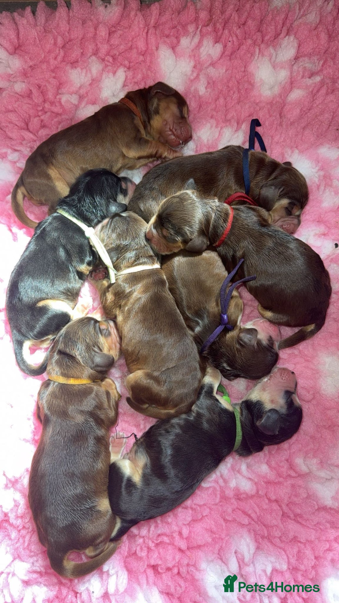 Cocker Spaniel dogs Outstanding KC registered Cocker Spaniel Puppies  - Advert 2