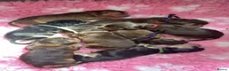 Cocker Spaniel dogs for sale: Outstanding KC registered Cocker Spaniel Puppies  - Advert 2