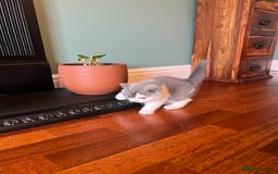 British Shorthair cats for sale: GCCF kittens  - Advert 8