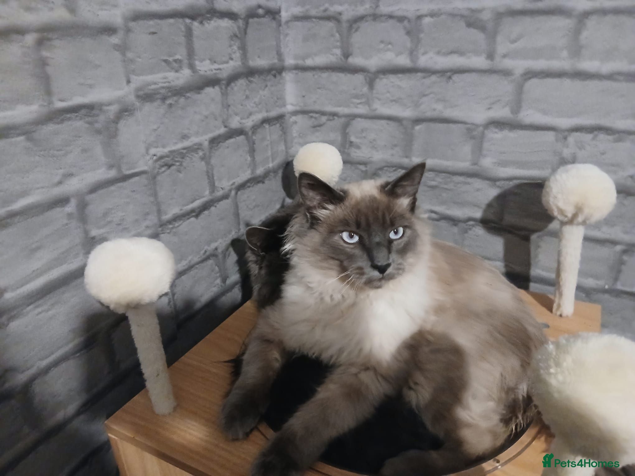 Ragdoll cats Ragdoll seal point 1 year old boy - Advert 1