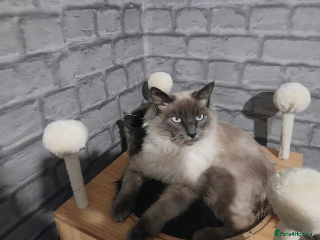 Ragdoll cats for sale: Ragdoll seal point 1 year old boy - Advert 1