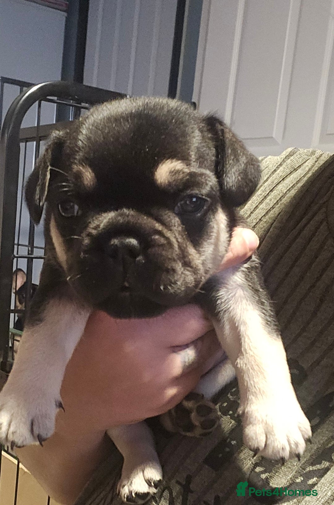 French Bulldog dogs for sale: French bulldog puppies - Image 6