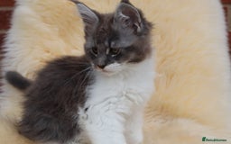 Maine Coon cats for sale: Beautiful Maine Coon Kittens... - Image 6