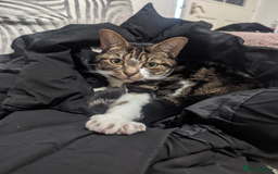 Mixed Breed cats for sale: FREE - CAT LOOKING FOR A NEW LOVING HOME - Image 4