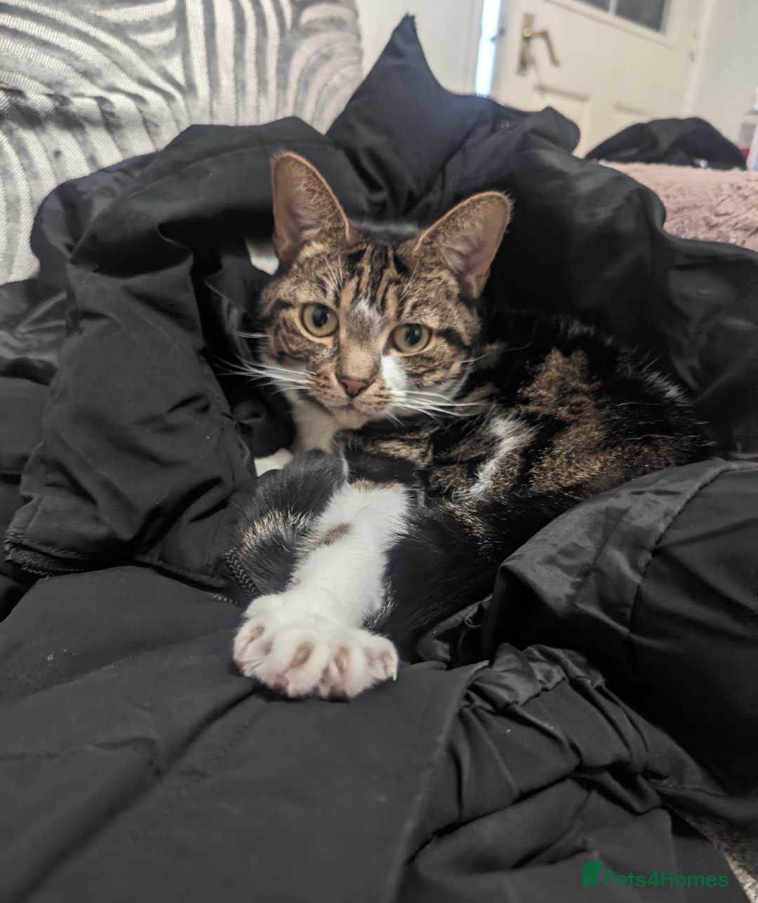 Mixed Breed cats for sale: FREE - CAT LOOKING FOR A NEW LOVING HOME - Image 4