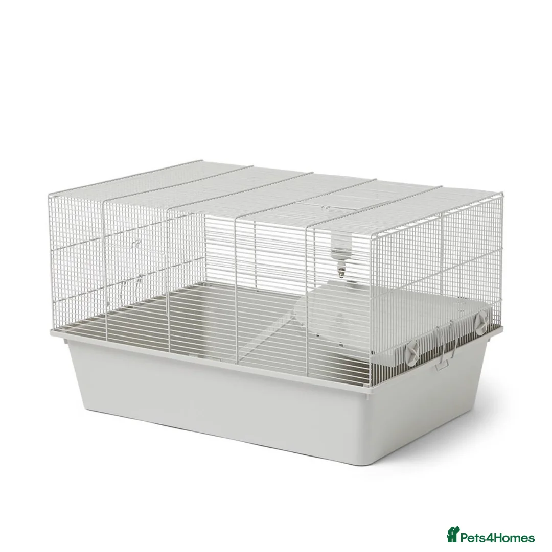 Hamster rodents for sale: Hamster with enclosure  - Advert 3