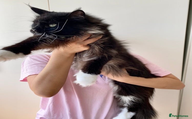 Maine Coon cats - Advert 2