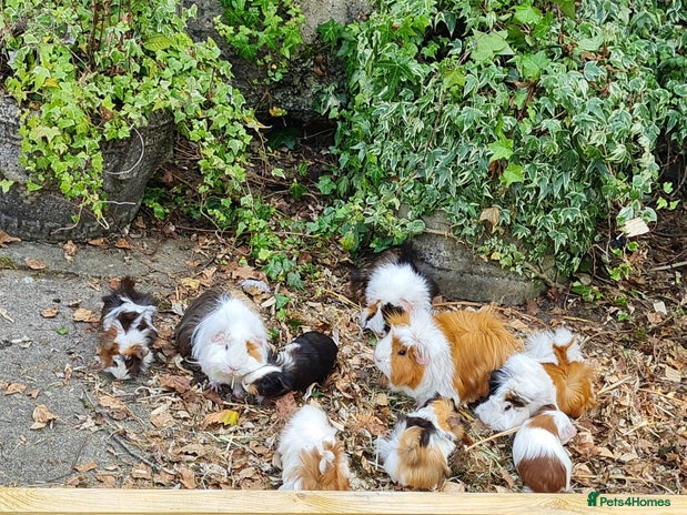 Guinea Pig rodents in Chippenham - Advert 16