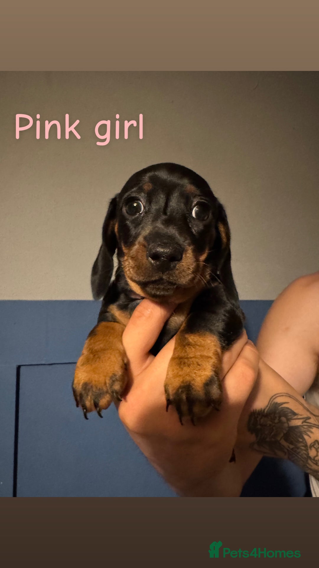 Miniature Dachshund dogs for sale: 4 beautiful miniature dachshund puppies - Image 4