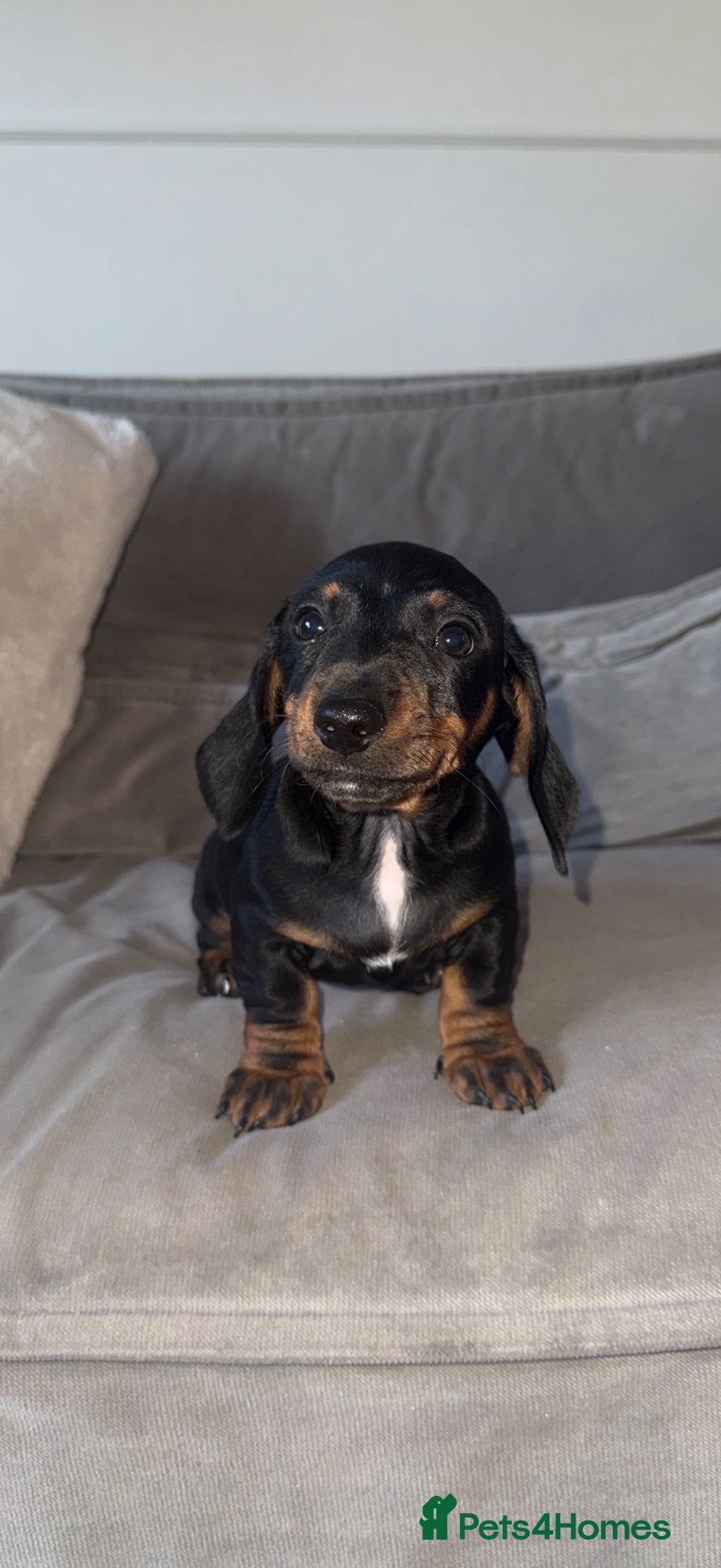 Dachshund dogs Miniature Dachshund READY TO LEAVE  - Advert 3