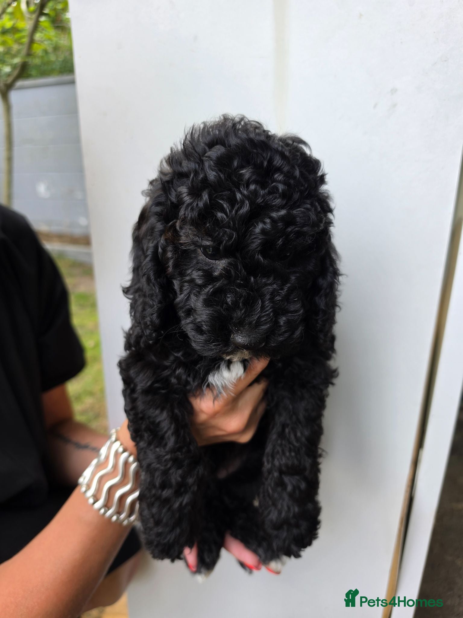 Miniature Poodle dogs Miniature poodle first litter  - Advert 2