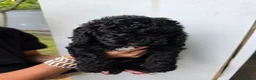 Miniature Poodle dogs for sale: Miniature poodle first litter  - Advert 2