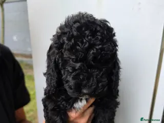 Miniature Poodle dogs Miniature poodle first litter - Advert 2