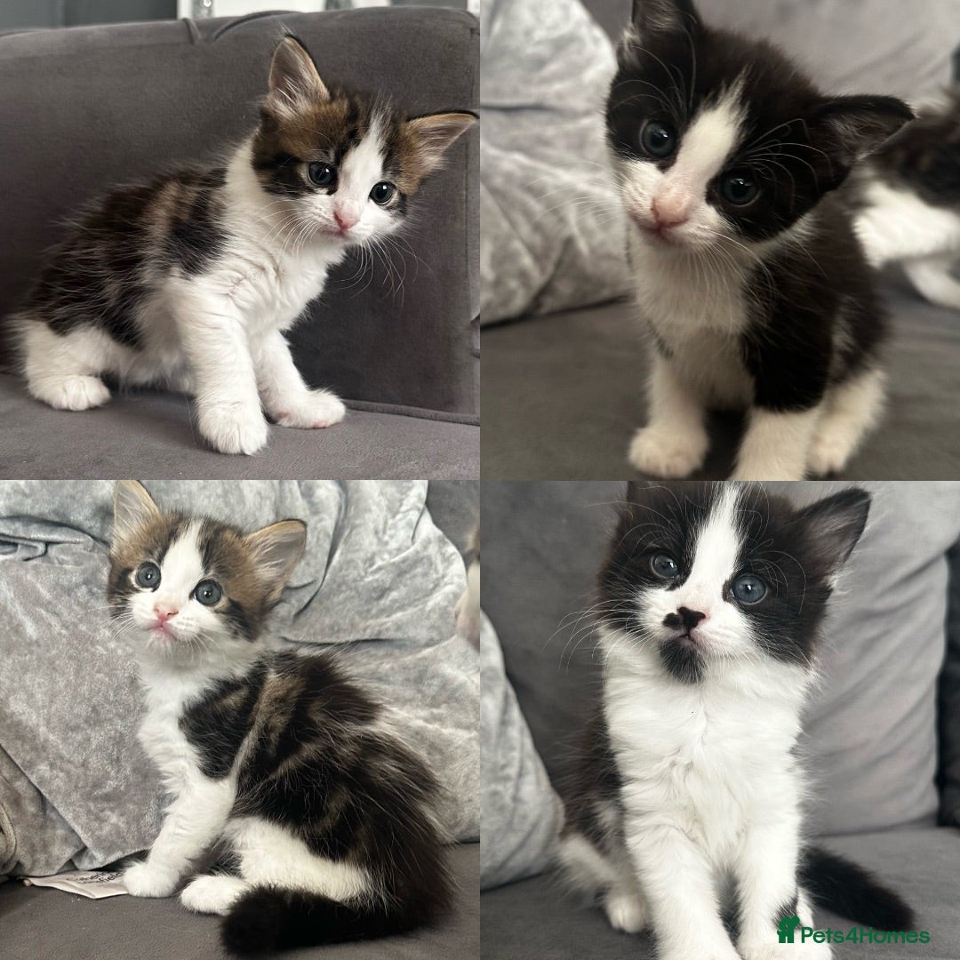 Domestic Shorthair cats Stunning tabby and tuxedo kittens - Advert 4